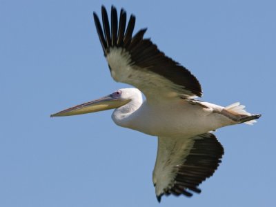 Rzss gdny (Pelecanus onocrotalus) 1979