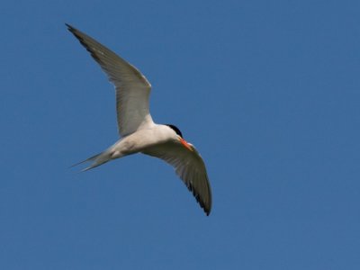 Kszvg csr (Sterna hirundo) 2324