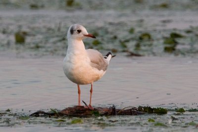 Dankasirly (Larus ridibundus) 2408