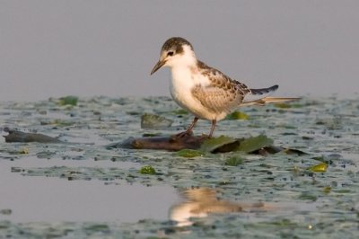 Fiatal fattyszerkő (Chlidonias hybrida juv.) 2575