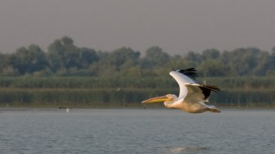 Rzss gdny (Pelecanus onocrotalus) 2605