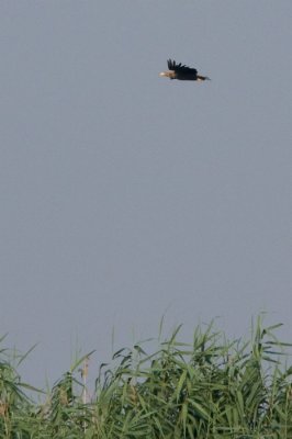 Rtisas (Haliaeetus albicilla) 2649