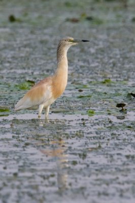 stksgm (Ardeola ralloides) 2699