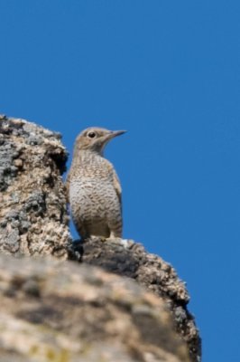 Kvirig (Monticola saxatilis) 2742