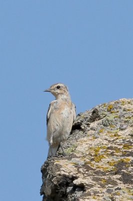 Pusztai hantmadr (Oenanthe isabellina) 2783