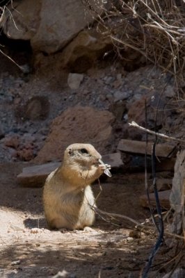 Kznsges rge (Spermophilus citellus)