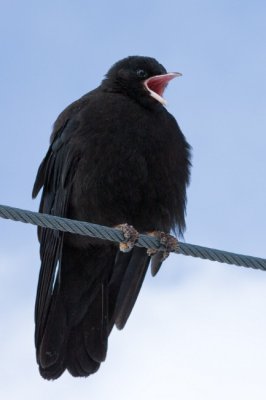 Havasi cska (Pyrrhocorax graculus) 3822