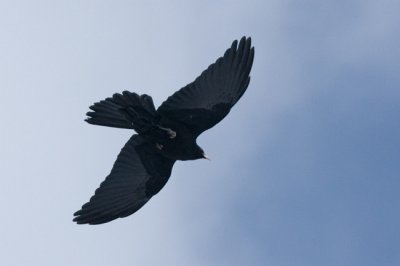 Havasi cska (Pyrrhocorax graculus) 3840