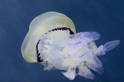 IMG_4533.jpg
