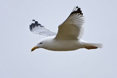 Srgalb sirly (Larus michachellis) 7007.jpg