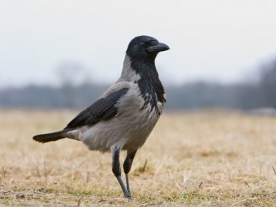 Dolmnyos varj (Corvus cornix ) 7099.jpg