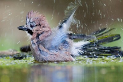 Szajk (Garrulus glandarius) 8048