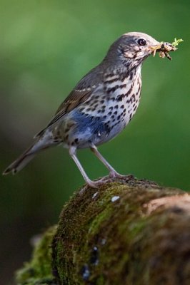 nekes rig (Turdus philomelos) 8192