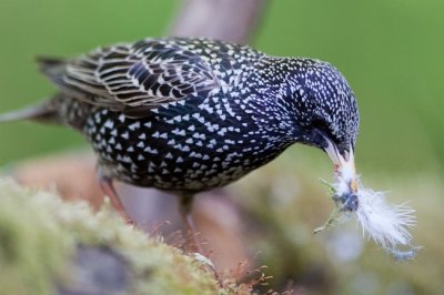 Seregly (Sturnus vulgaris) 8420