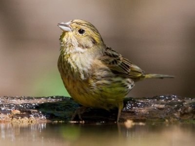 Citromsrmny (Emberiza citrinella) 8894