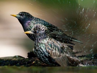 Seregly (Sturnus vulgaris) 9239