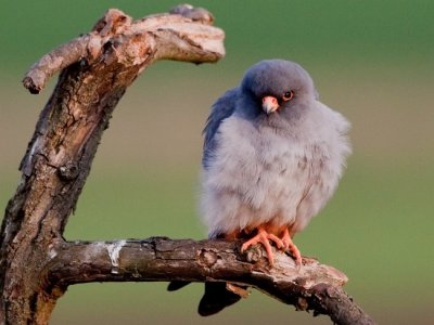 red-footed  falcons