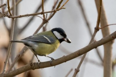 Szncinke (Parus major) 0150