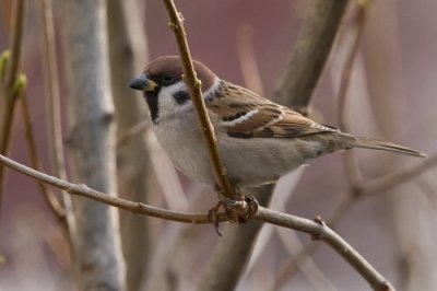 Mezei verb (Passer montanus) 0180