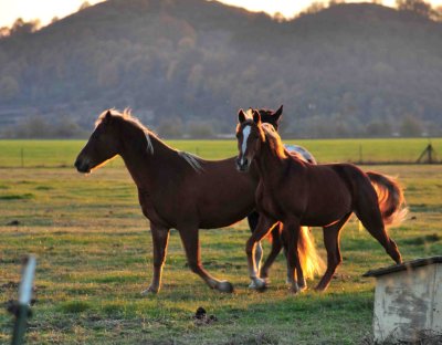Wildlife