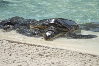 Sea World - San Diego