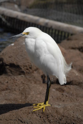 Sea World - San Diego