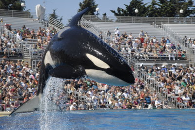 Sea World - San Diego