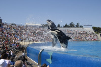 Sea World - San Diego