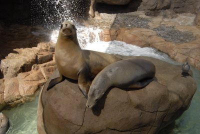 Sea World - San Diego