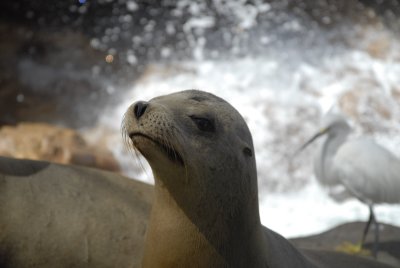 Sea World - San Diego