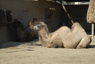 San Diego Zoo