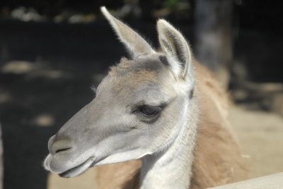 San Diego Zoo