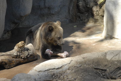 San Diego Zoo