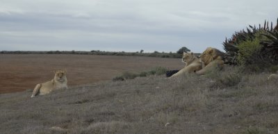 Lions