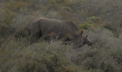 Rhino and calf