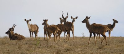 Kudu