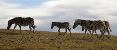 Zebra