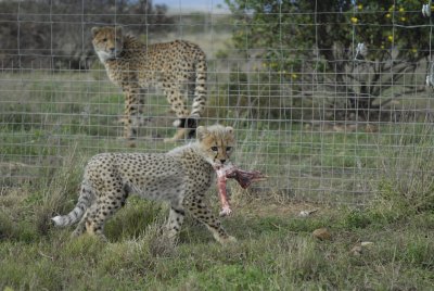 Kelsey with a meal