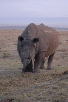 Morning rhino