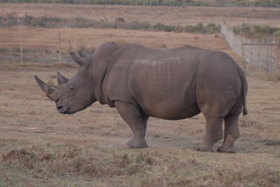 Rhino