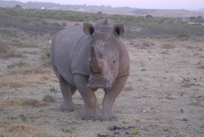 Rhino