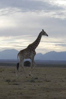 Giraffe