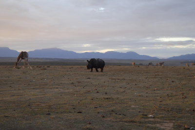 Early morning visitors