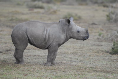 Rhino calf