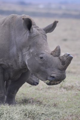 Rhino cow & calf