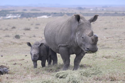 Rhino cow & calf