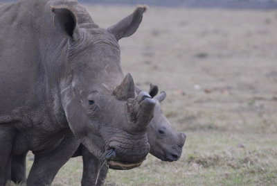 Rhino cow & calf