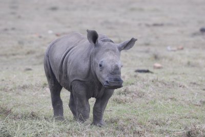 Rhino calf
