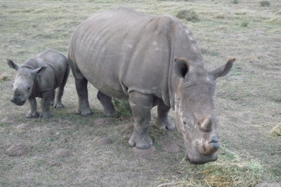 Rhino cow & calf