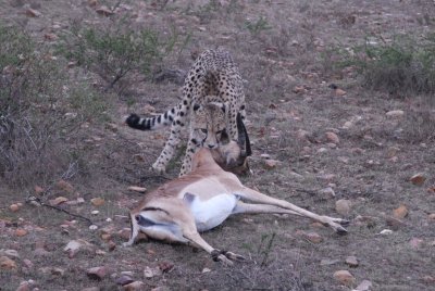 A very fresh kill